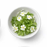 Bacopa Monnieri Leaf Extract